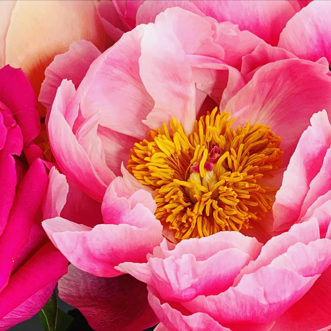 Peony Paradise – Flower Power Miami